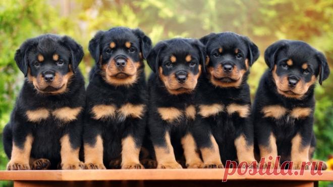 Ласково этих собак называют «Ротти».