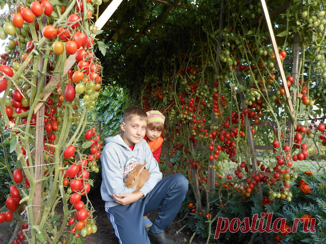 Хотите получать по 2 ведра помидор с куста — узнайте секрет! 


 Добиться высокого урожая томатов можно и без применения трудоемких интенсивных методов выращивания. Необходимо выбрать проверенные в вашем регионе сорта и соблюдать несколько простых правил, котор…