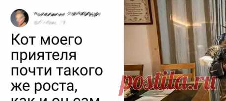20 котов, которые даже не понимают, насколько они большие и пушистые