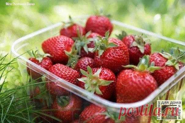 #ОвощеводствоПарники 
Полезные советы для любителей клубники
• Если вы до сих пор убеждены в том, что клубника требует особого внимания и ухода, вы ошибаетесь. Секрет урожайности заключается лишь в соблюдении некоторых правил, которые можно выработать с годами. Суть их заключается в следующем:
• Правило первое. Питание. Зимой по снегу разбросайте суперфосфат. Он будет медленно растворяться вместе со снегом.
• Правило второе. Весной, после таяния снега, клубнику следует обр...