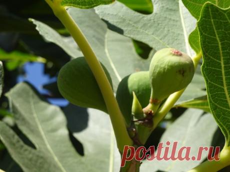 Инжир. Полезный... для Щитовидной железы и других органов | Щитовидная железа | Яндекс Дзен