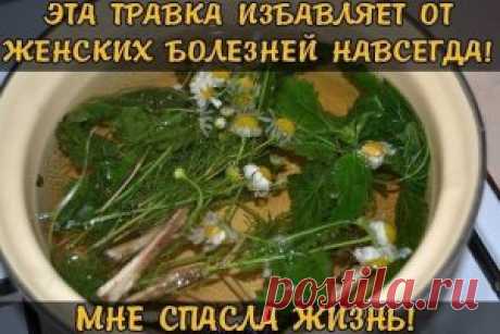 ЭТА ТРАВКА ИЗБАВЛЯЕТ ОТ ЖЕНСКИХ БОЛЕЗНЕЙ НАВСЕГДА!