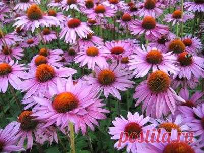 Лечебные свойства эхинацеи пурпурной