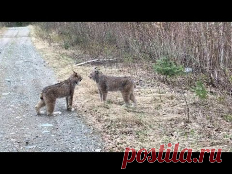 РЫСЬ В ДЕЛЕ... На что способна эта большеногая, ловкая и быстрая кошка!