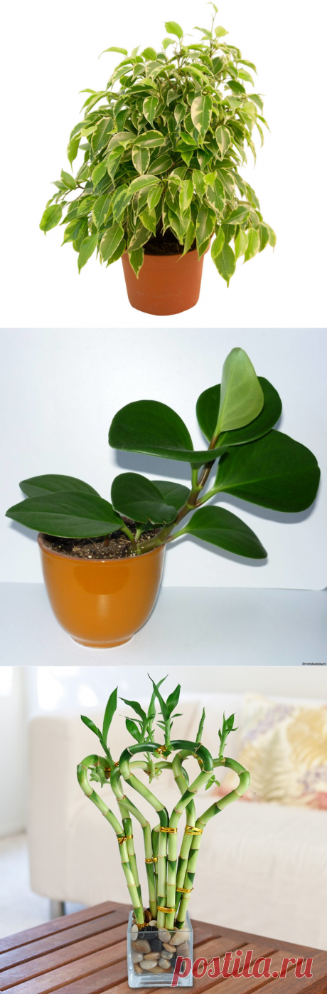 5 растений, которые могут избавить нас от сухого воздуха в доме