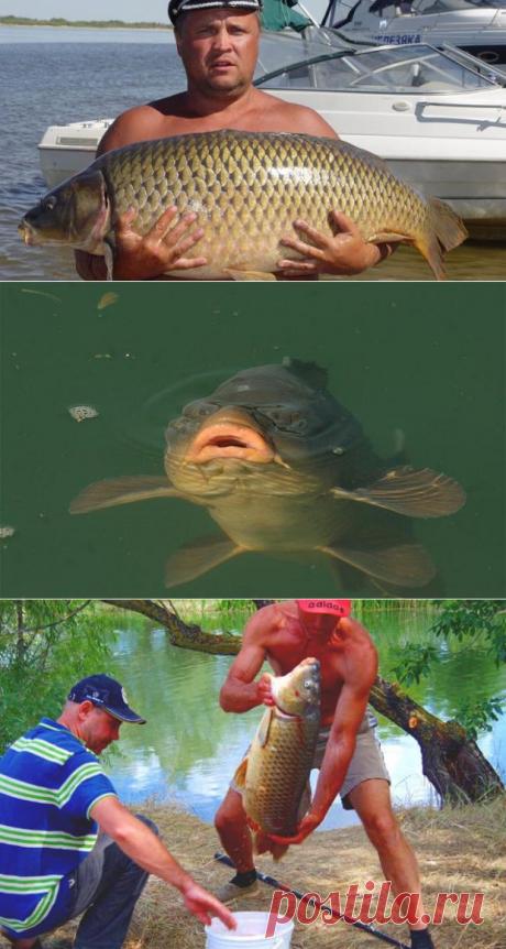 Как влияет погода на поведение сазана?