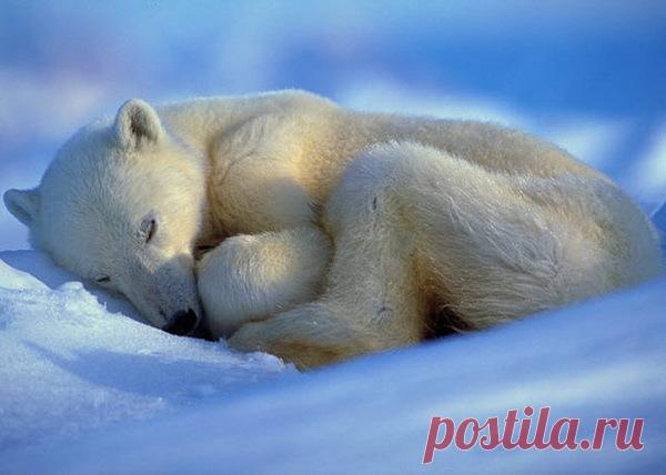 ТАКИЕ РАЗНЫЕ И ОЧЕНЬ ТРОГАТЕЛЬНЫ - 24 фото. Фотографии Тамара Колинченко.