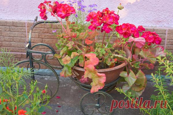 Подготовка фуксий и пеларгоний к зимовке: советы от Юлии Миняевой