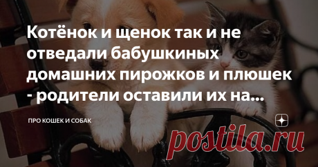 Котёнок и щенок так и не отведали бабушкиных домашних пирожков и плюшек - родители оставили их на скамейке Когда автомобиль тронулся, дети смотрели на своих питомцев в окно заднего вида. Они мило улыбались и с самыми добрыми мыслями думали, что это такая очередная игра.