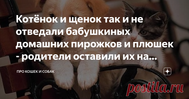 Котёнок и щенок так и не отведали бабушкиных домашних пирожков и плюшек - родители оставили их на скамейке Когда автомобиль тронулся, дети смотрели на своих питомцев в окно заднего вида. Они мило улыбались и с самыми добрыми мыслями думали, что это такая очередная игра.