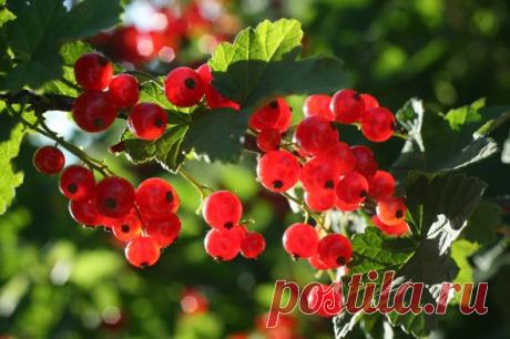 Как правильно провести летнюю обрезку смородины