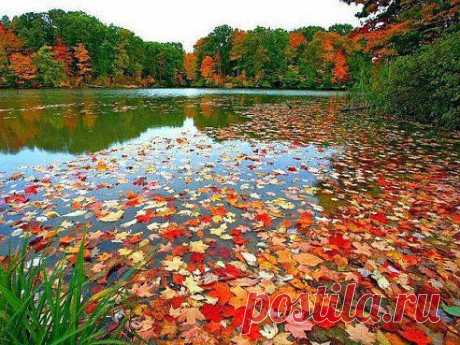 Валентина Алемасова
ОСЕННИЙ ПРУД