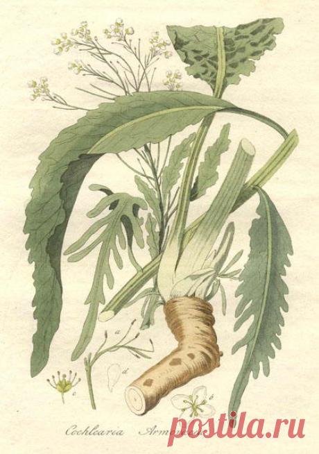 ОБЫКНОВЕННЫЙ ХРЕН