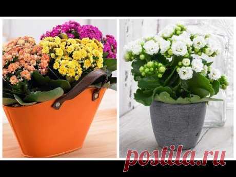 МОИ КАЛАНХОЭ 2часть #РАЗМНОЖЕНИЕ_КАЛАНХОЭ #ЧЕРЕНКОВАНИЕ_#КАЛАНХОЭ #СЕМЕНА_КАЛАНХОЭ #50 #oldenburgru - YouTube