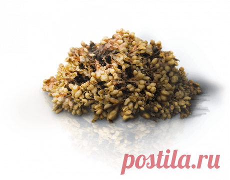 Пилорис | Официальный сайт