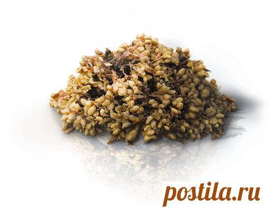 Пилорис | Официальный сайт