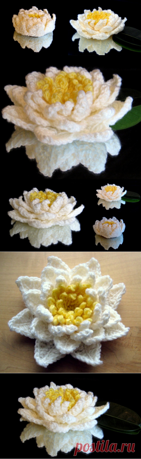 Water Lily | Make My Day Creative