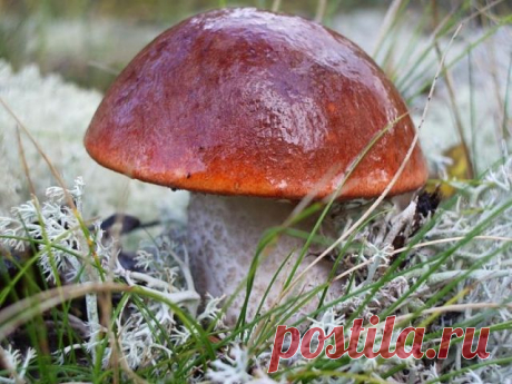 Одноклассники