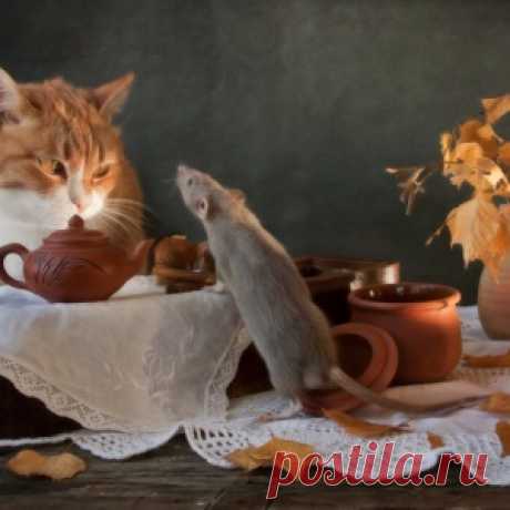 «Кошки-мышки» рижского фотографа Элеоноры Григорьевой - МирТесен