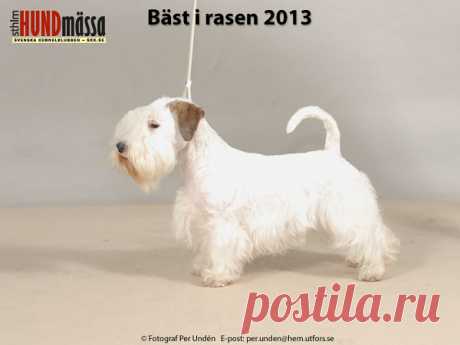 SEALYHAMTERRIER Domare: JÄRVINEN KARI, FINLAND  FORLEGD YADDA YADDA GIA  Ägare: PALMQVIST JENNY, VISKAFORS Uppfödare: ÅHS FREDRIK, VADSTENA