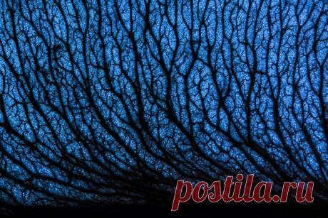 Фантастический снимок сделал Dar_Veter (nat-geo.ru/photo/user/21489/), сфотографировав крылатку клёна на просвет. Звёздной ночи!