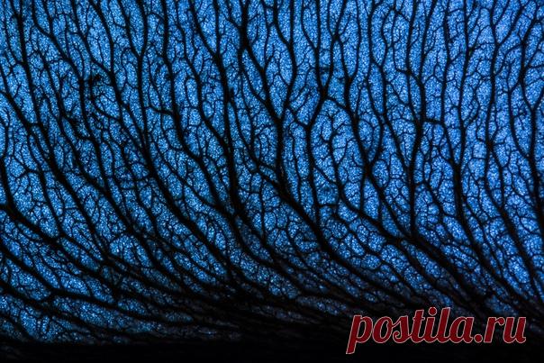 Фантастический снимок сделал Dar_Veter (nat-geo.ru/photo/user/21489/), сфотографировав крылатку клёна на просвет. Звёздной ночи!