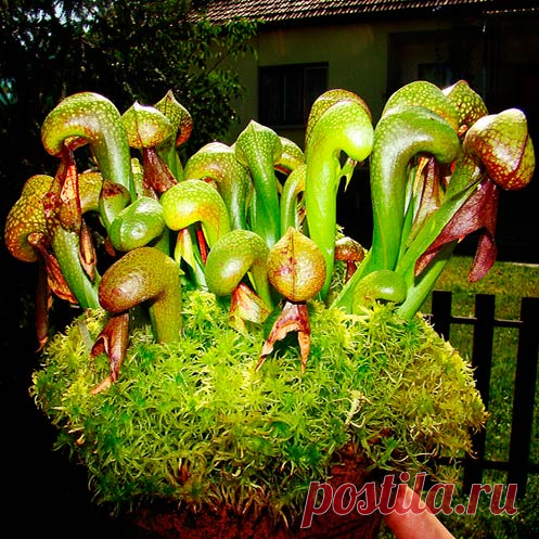 Комнатное растение Дарлингтония (Darlingtonia). Это удивительное растение способно охотиться на насекомых. Видоизмененные листья дарлингтонии являются ловушками, наполненными пищеварительным соком. В них перевариваются двукрылые жертвы, которые не могут выбрать наружу. Содержать дарлингтонию в комнатных условиях рекомендуют в парниковых ящиках, защищенных мхом или листьями. Лучшей почвой для них является обычный влажный торф. Красивые желтоватые или красно-коричневые цветки появляются в июне.