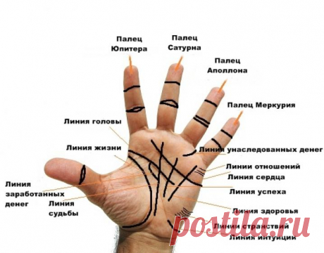 Вот как правильно читать все главные линии на ладони!