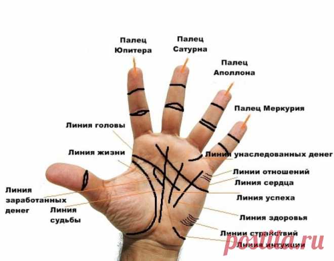 Вот как правильно читать все главные линии на ладони!