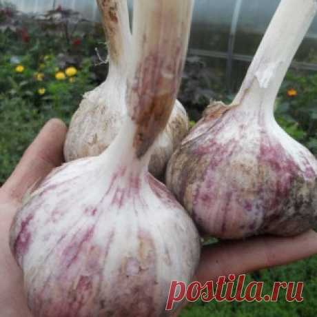 ВЫРАЩИВАЕМ КРУПНЫЙ ЧЕСНОК