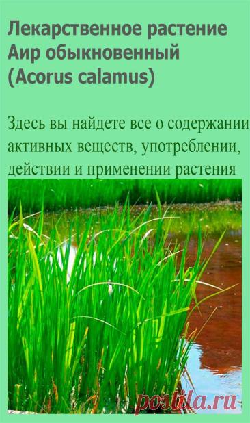 Лекарственное растение Аир обыкновенный (Acorus calamus). Многолетнее растение высотой до 1 м. Корневище толстое, чаще всего сильно разветвленное, ползучее. Если его потереть, оно, как и листья, источает аромат. Стебель трехгранный, сплющен, желобчатый. Листья мечевидные с волнистыми краями, шириной 5-20 мм.