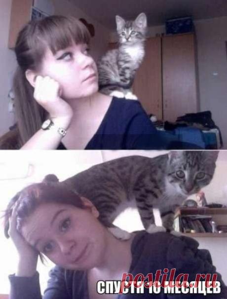 котики Поиск