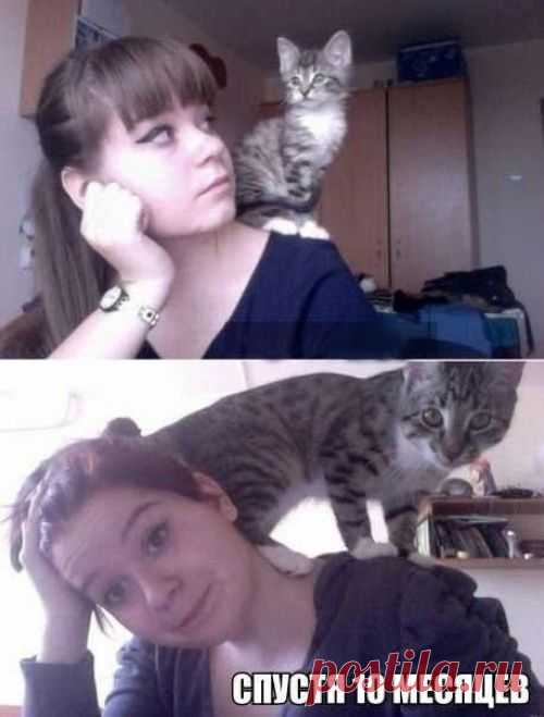 котики Поиск