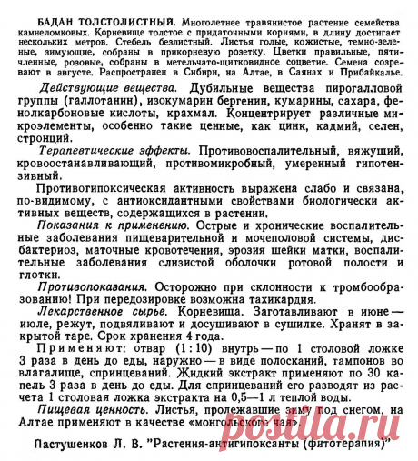 Бадан толстолистный