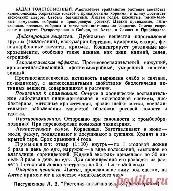 Бадан толстолистный