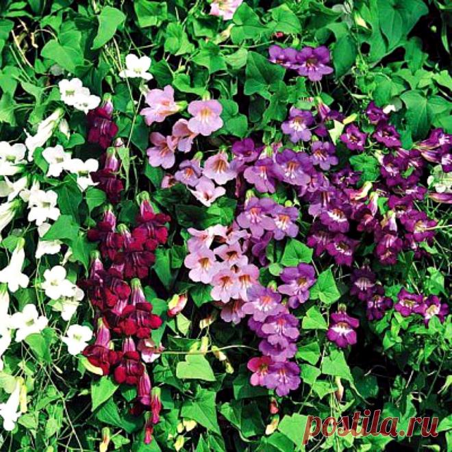 Посадите ее, не пожалеете! | ЗЕЛЕНЫЙ МИР С ЕЛЕНОЙ | Яндекс Дзен