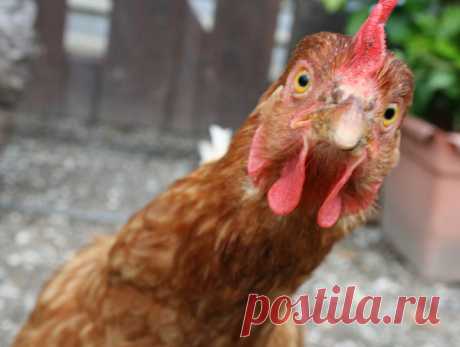 Куры - рябы | Я и дача | Яндекс Дзен