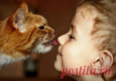 17 котов, из которых получились прекрасные няни / Питомцы