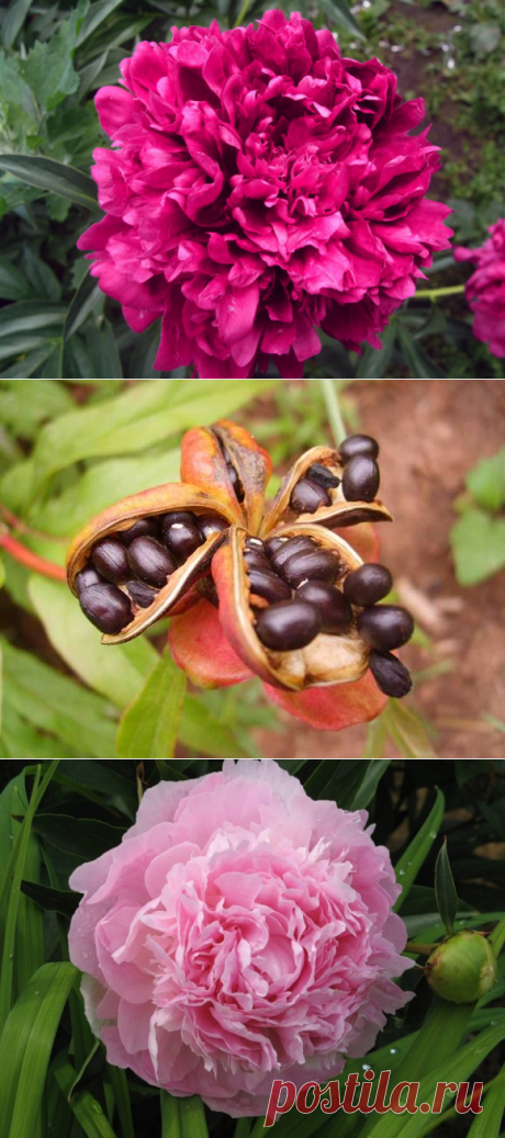 Все хитрости выращивания пионов из семян.