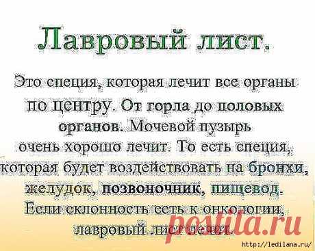 Волшебные свойства лаврового листа