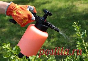 Особенности опрыскивания деревьев и кустарников весной от вредителей