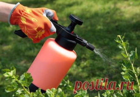 Особенности опрыскивания деревьев и кустарников весной от вредителей