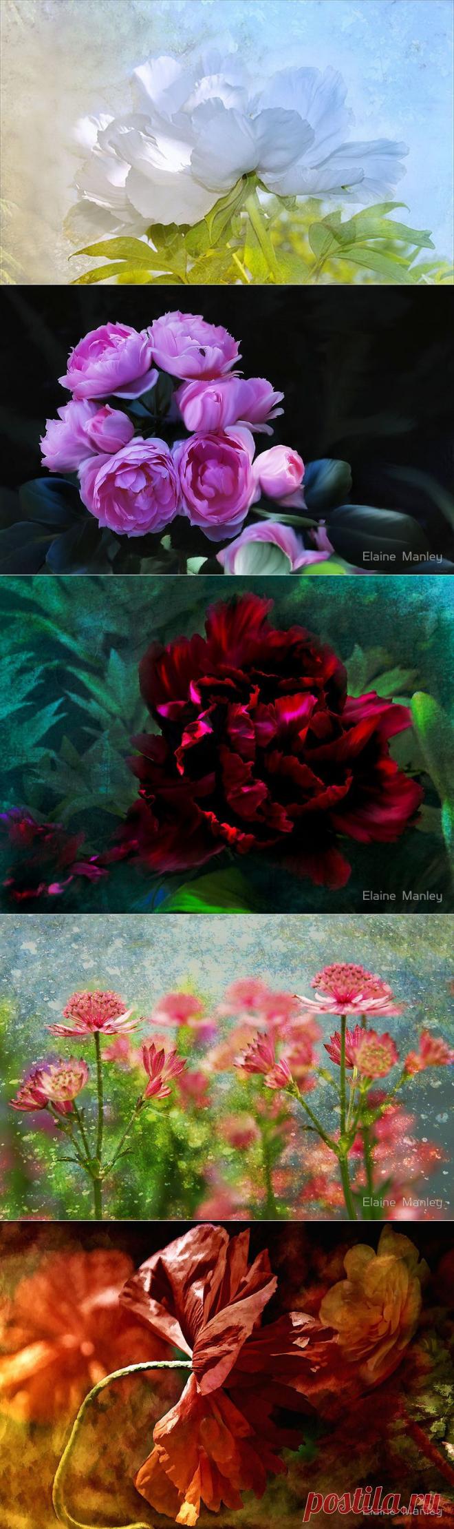 Фото цветы.. нежные тона..