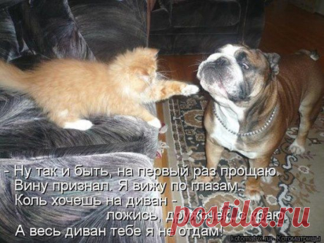 Любишь кошек,присоединяйся!! &gt;&gt; https://ok.ru/milota