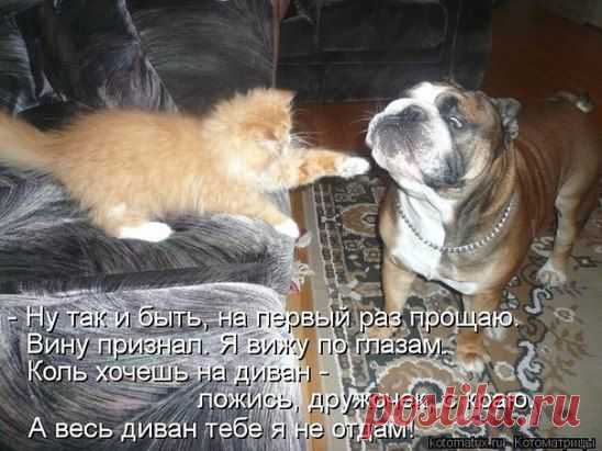 Любишь кошек,присоединяйся!! >> http://ok.ru/milota
