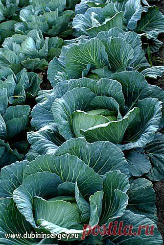 Удобрение из… сорняков: как приготовить жидкую подкормку.