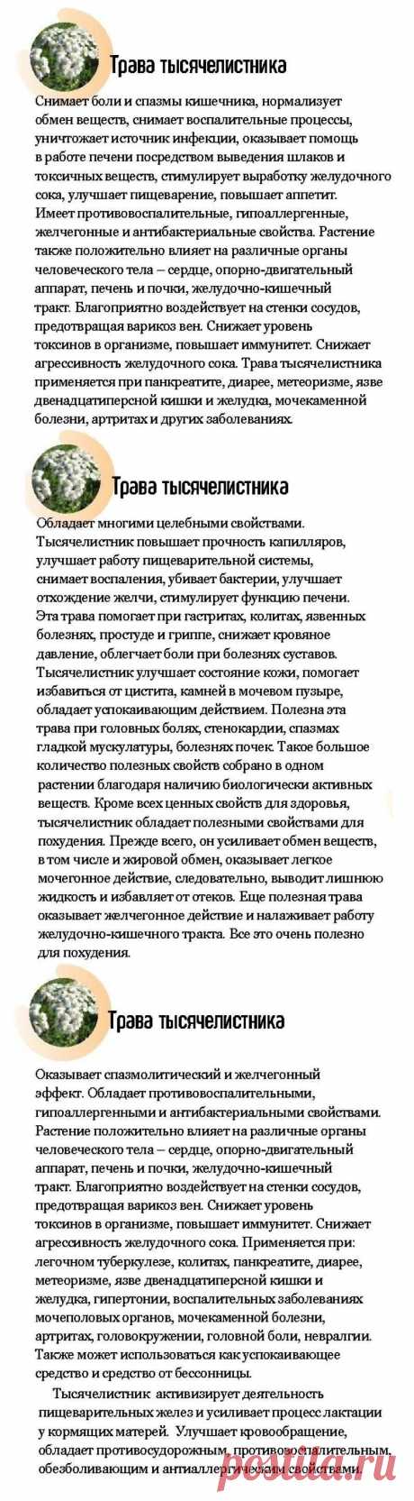Тысячелистник трава