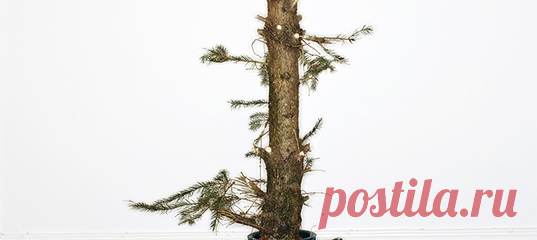 В голливудских фильмах праздники – это дружная семья за одним столом, много любви и тепла. И кто-то из нас старательно воссоздает эту счастливую картинку в своей жизни. Но почему тогда все больше тех, кто признается, что праздники для них – самое грустное время? А для кого-то и вовсе опасное. Откуда столько противоречивых чувств? #новыйгод #новогодниепраздники #разочарование