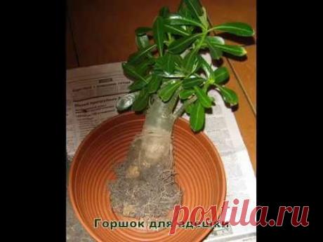 Как пересадить адениум обесум / How to transplant adenium obesum - YouTube