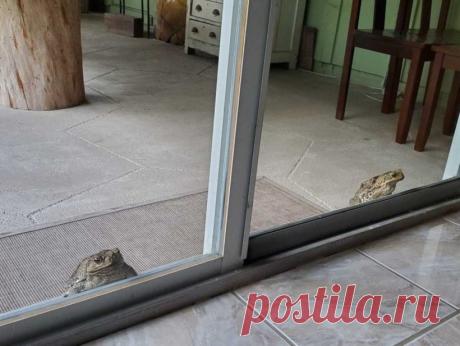 15 фото о том, что животные тоже попадают в неловкие ситуации